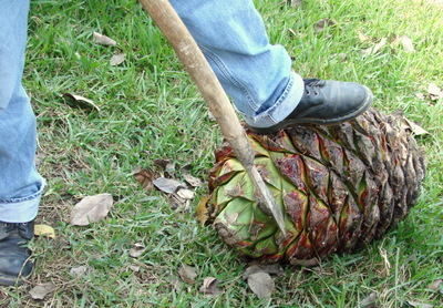 Blue Agave plant bulb (like a pineapple).